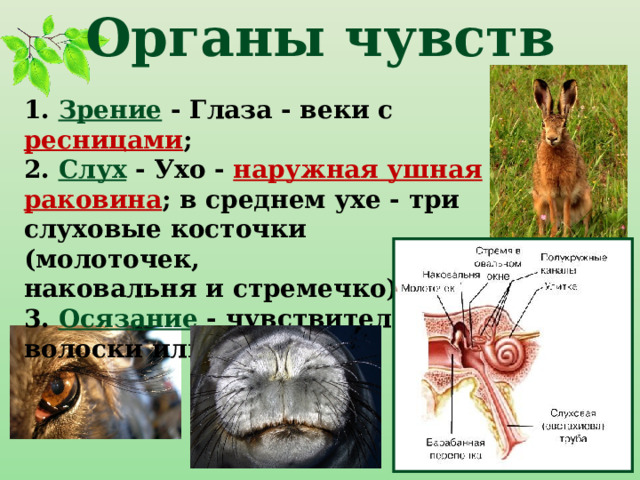 Органы чувств 1. Зрение - Глаза - веки с ресницами ; 2. Слух - Ухо - наружная ушная раковина ; в среднем ухе - три слуховые косточки (молоточек, наковальня и стремечко). 3. Осязание - чувствительные волоски или вибриссы. 