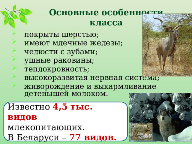 Основные особенности класса   покрыты шерстью; имеют млечные железы; челюсти с зубами; ушные раковины; теплокровность; высокоразвитая нервная система; живорождение и выкармливание детенышей молоком.  Известно 4,5 тыс. видов млекопитающих. В Беларуси – 77 видов. 