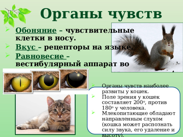 Органы чувств Обоняние – чувствительные клетки в носу. Вкус – рецепторы на языке. Равновесие – вестибулярный аппарат во внутреннем ухе. Органы чувств наиболее развиты у кошек. Поле зрения у кошек составляет 200 o , против 180 o у человека. Млекопитающие обладают направленным слухом (кошка может распознать силу звука, его удаление и высоту). 