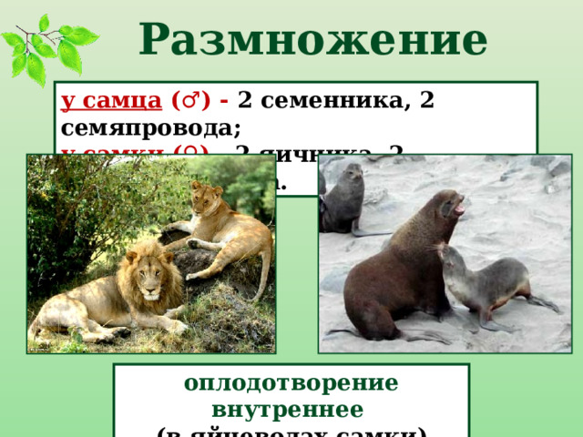 Размножение у самца ( ♂ ) - 2 семенника, 2 семяпровода; у самки ( ♀ ) - 2 яичника, 2 яйцевода, матка. оплодотворение внутреннее (в яйцеводах самки) 