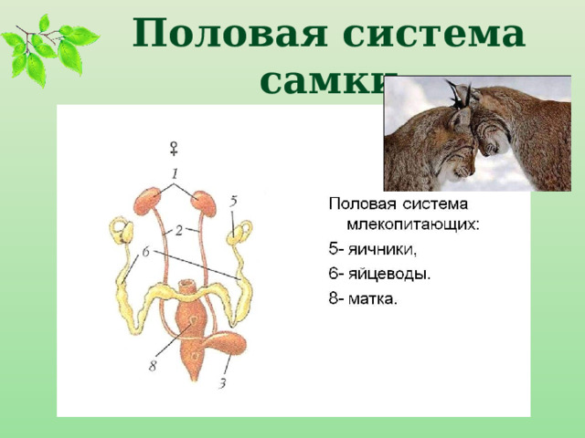 Половая система самки 