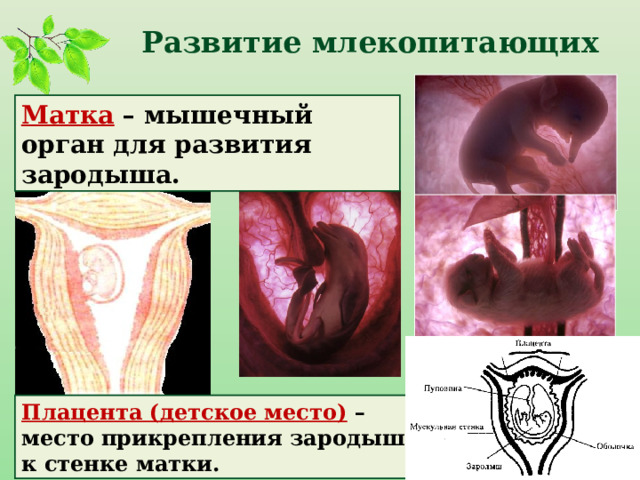 Развитие млекопитающих Матка – мышечный орган для развития зародыша. Плацента (детское место)  – место прикрепления зародыша к стенке матки.  
