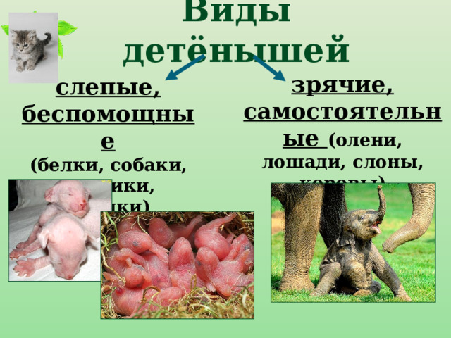 Виды детёнышей зрячие, самостоятельные (олени, лошади, слоны, коровы) слепые, беспомощные (белки, собаки, кролики, хомяки) 