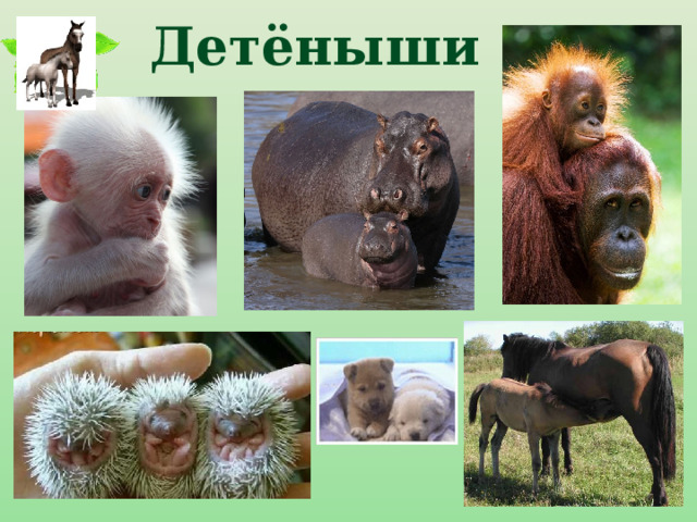 Детёныши 
