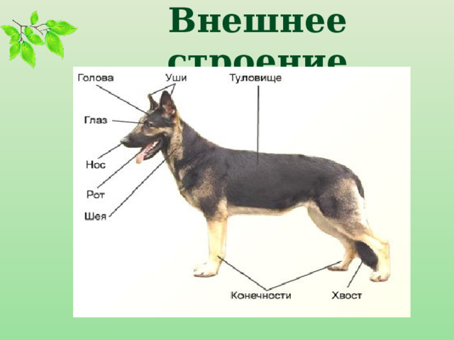 Внешнее строение 
