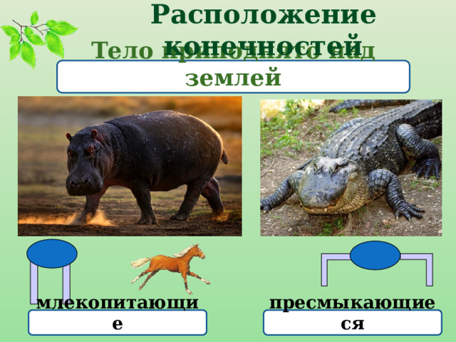 Расположение конечностей Тело приподнято над землей млекопитающие пресмыкающиеся 