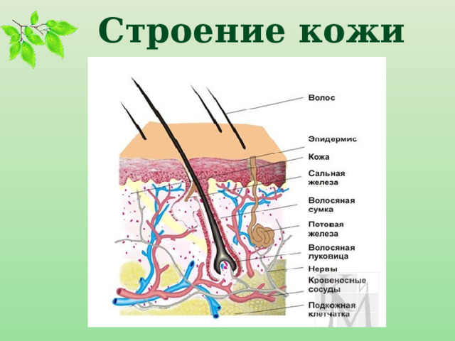 Строение кожи 
