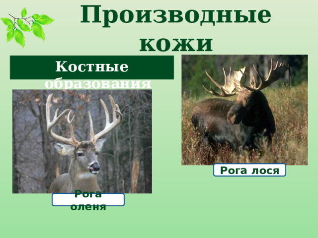 Производные кожи Костные образования Рога лося Рога оленя 