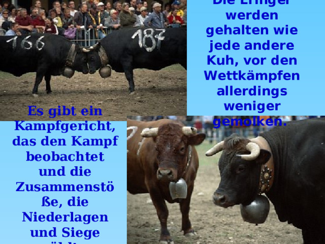 Die Eringer werden gehalten wie jede andere Kuh, vor den Wettkämpfen allerdings weniger gemolken.  Es gibt ein Kampfgericht, das den Kampf beobachtet und die Zusammenstöße, die Niederlagen und Siege zählt.  