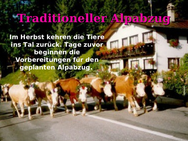 Traditioneller Alpabzug Im Herbst kehren die Tiere ins Tal zurück. Tage zuvor beginnen die Vorbereitungen für den geplanten Alpabzug.  
