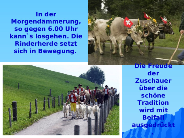 In der Morgendämmerung, so gegen 6.00 Uhr kann`s losgehen. Die Rinderherde setzt sich in Bewegung.  Die Freude der Zuschauer über die schöne Tradition wird mit Beifall ausgedrückt.  