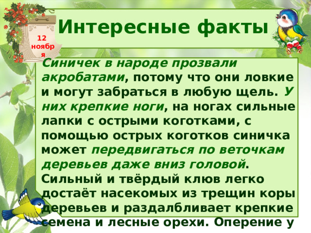 Интересные факты 12 ноября Синичек в народе прозвали акробатами , потому что они ловкие и могут забраться в любую щель. У них крепкие ноги , на ногах сильные лапки с острыми коготками, с помощью острых коготков синичка может передвигаться по веточкам деревьев даже вниз головой . Сильный и твёрдый клюв легко достаёт насекомых из трещин коры деревьев и раздалбливает крепкие семена и лесные орехи. Оперение у синичек густое и пушистое, холод им не страшен, замерзают птички от голода. 