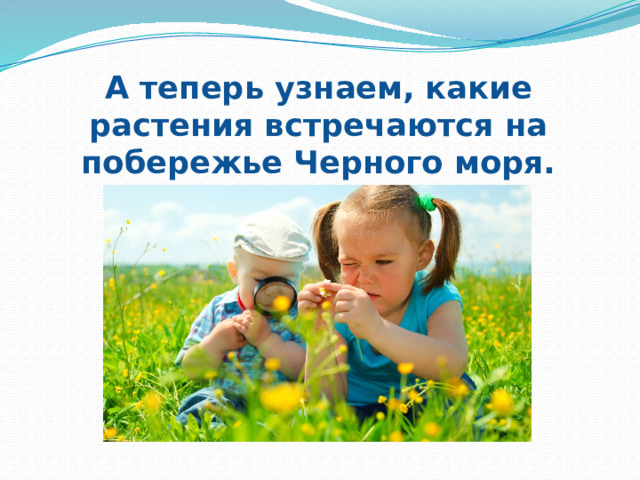 А теперь узнаем, какие растения встречаются на побережье Черного моря. 