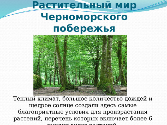 Растительный мир Черноморского побережья Теплый климат, большое количество дождей и щедрое солнце создали здесь самые благоприятные условия для произрастания растений, перечень которых включает более 6 тысячи видов растений. 