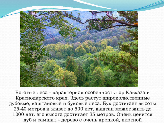 Богатые леса – характерная особенность гор Кавказа и Краснодарского края. Здесь растут широколиственные дубовые, каштановые и буковые леса. Бук достигает высоты 25-40 метров и живет до 500 лет, каштан может жить до 1000 лет, его высота достигает 35 метров. Очень ценится дуб и самшит – дерево с очень крепкой, плотной древесиной. 
