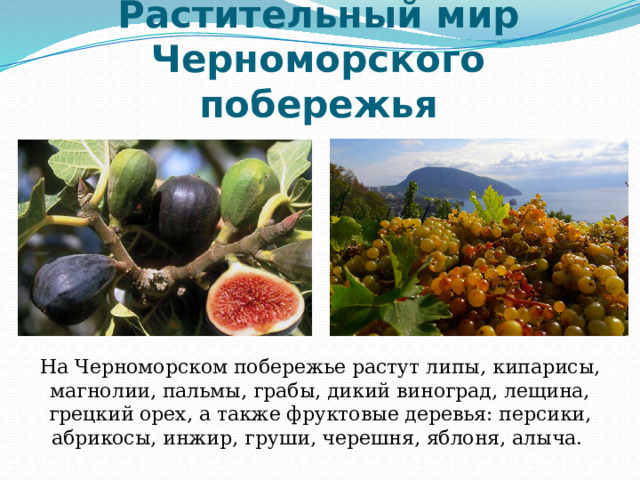 Растительный мир Черноморского побережья На Черноморском побережье растут липы, кипарисы, магнолии, пальмы, грабы, дикий виноград, лещина, грецкий орех, а также фруктовые деревья: персики, абрикосы, инжир, груши, черешня, яблоня, алыча. 