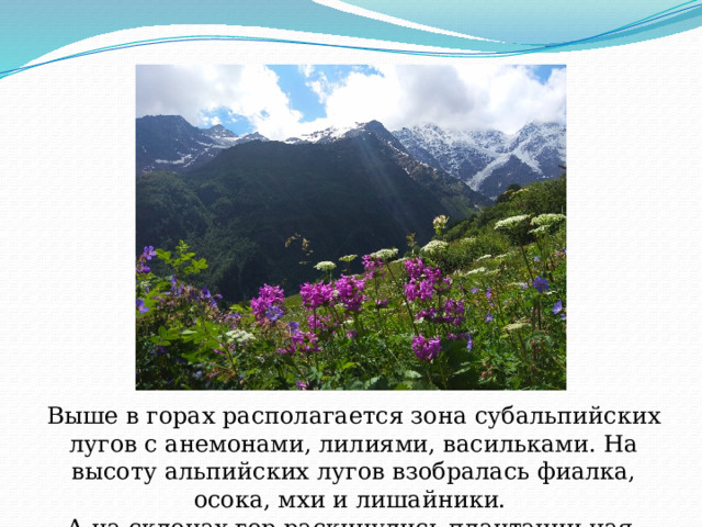 Выше в горах располагается зона субальпийских лугов с анемонами, лилиями, васильками. На высоту альпийских лугов взобралась фиалка, осока, мхи и лишайники. А на склонах гор раскинулись плантации чая. 
