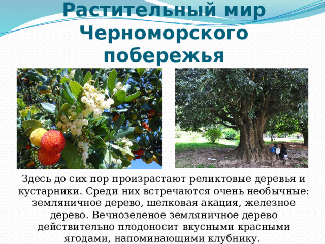 Растительный мир Черноморского побережья Здесь до сих пор произрастают реликтовые деревья и кустарники. Среди них встречаются очень необычные: земляничное дерево, шелковая акация, железное дерево. Вечнозеленое земляничное дерево действительно плодоносит вкусными красными ягодами, напоминающими клубнику. 