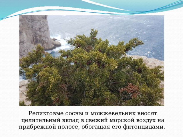 Реликтовые сосны и можжевельник вносят целительный вклад в свежий морской воздух на прибрежной полосе, обогащая его фитонцидами. 