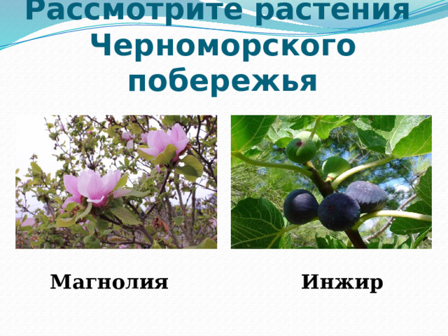 Рассмотрите растения  Черноморского побережья Магнолия Инжир 