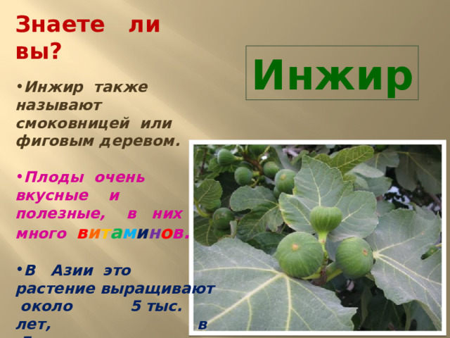 Знаете ли вы?  Инжир также называют смоковницей или фиговым деревом.  Плоды очень вкусные и полезные, в них много в и т а м и н о в.  В Азии это растение выращивают около 5 тыс. лет, в Европу оно попало около 2 тыс. лет назад. Инжир 
