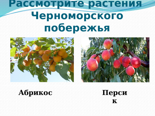 Рассмотрите растения  Черноморского побережья Абрикос Персик 