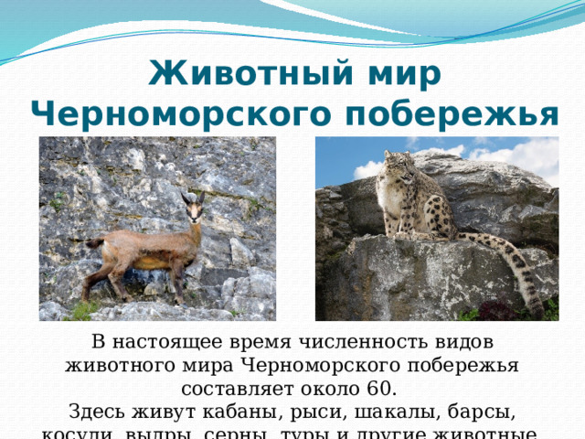 Животный мир Черноморского побережья В настоящее время численность видов животного мира Черноморского побережья составляет около 60. Здесь живут кабаны, рыси, шакалы, барсы, косули, выдры, серны, туры и другие животные. 