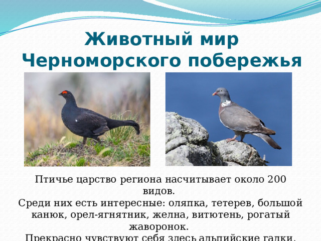 Животный мир Черноморского побережья Птичье царство региона насчитывает около 200 видов. Среди них есть интересные: оляпка, тетерев, большой канюк, орел-ягнятник, желна, витютень, рогатый жаворонок. Прекрасно чувствуют себя здесь альпийские галки, дрозды и жаворонки, улары - горные индейки. 