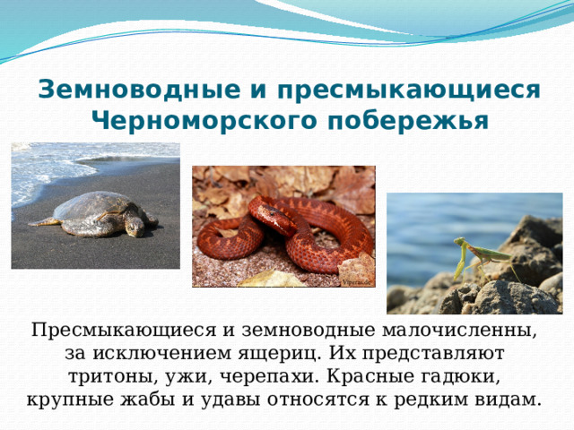Земноводные и пресмыкающиеся Черноморского побережья Пресмыкающиеся и земноводные малочисленны, за исключением ящериц. Их представляют тритоны, ужи, черепахи. Красные гадюки, крупные жабы и удавы относятся к редким видам. 
