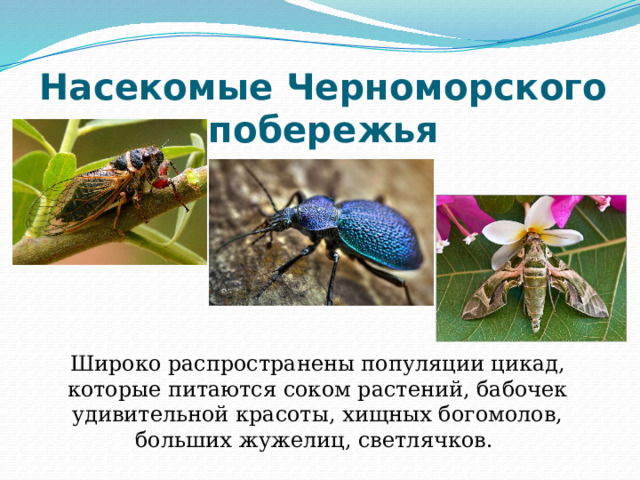 Насекомые Черноморского побережья Широко распространены популяции цикад, которые питаются соком растений, бабочек удивительной красоты, хищных богомолов, больших жужелиц, светлячков. 