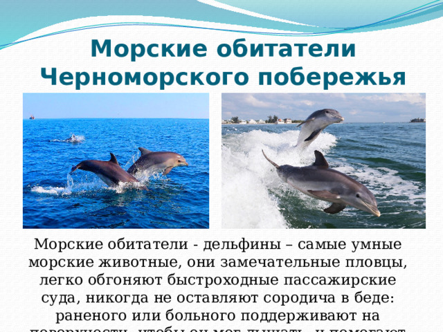 Морские обитатели Черноморского побережья Морские обитатели - дельфины – самые умные морские животные, они замечательные пловцы, легко обгоняют быстроходные пассажирские суда, никогда не оставляют сородича в беде: раненого или больного поддерживают на поверхности, чтобы он мог дышать, и помогают плыть. 