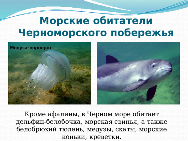 Морские обитатели Черноморского побережья Кроме афалины, в Черном море обитает дельфин-белобочка, морская свинья, а также белобрюхий тюлень, медузы, скаты, морские коньки, креветки. 