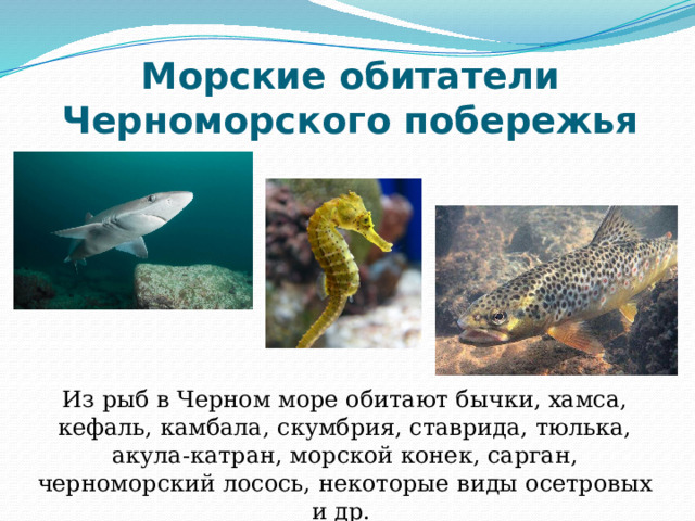 Морские обитатели Черноморского побережья Из рыб в Черном море обитают бычки, хамса, кефаль, камбала, скумбрия, ставрида, тюлька, акула-катран, морской конек, сарган, черноморский лосось, некоторые виды осетровых и др. 