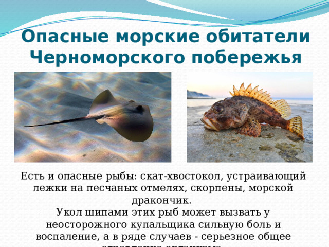 Опасные морские обитатели Черноморского побережья Есть и опасные рыбы: скат-хвостокол, устраивающий лежки на песчаных отмелях, скорпены, морской дракончик. Укол шипами этих рыб может вызвать у неосторожного купальщика сильную боль и воспаление, а в ряде случаев - серьезное общее отравление организма. 