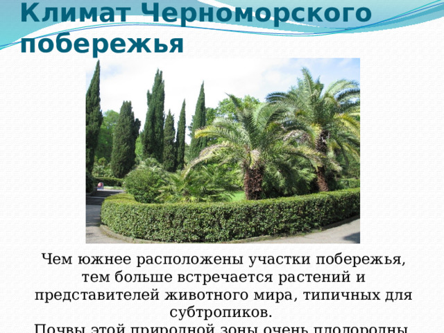 Климат Черноморского побережья Чем южнее расположены участки побережья, тем больше встречается растений и представителей животного мира, типичных для субтропиков. Почвы этой природной зоны очень плодородны. 
