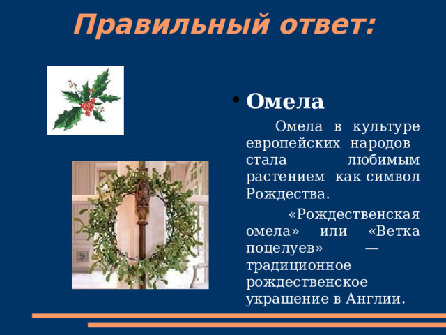 Правильный ответ:   Омела   Омела в культуре европейских народов стала любимым растением как символ Рождества.  «Рождественская омела» или «Ветка поцелуев» — традиционное рождественское украшение в Англии. 