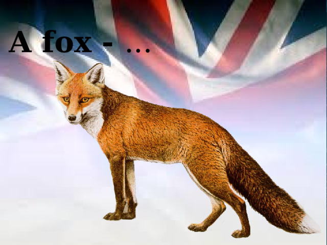 A fox - ... 