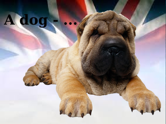 A dog - ... 
