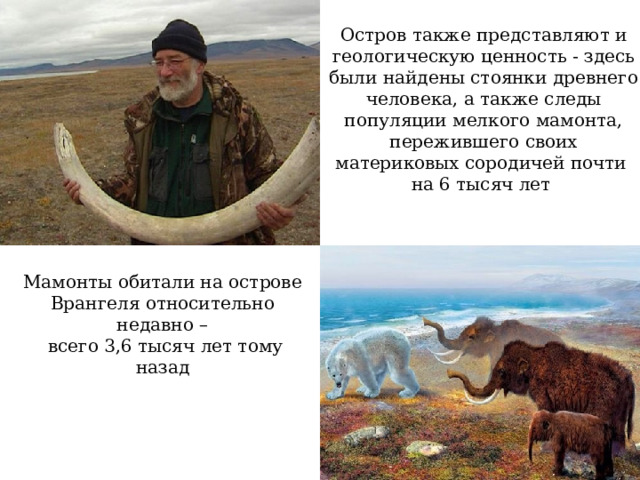 Остров также представляют и геологическую ценность - здесь были найдены стоянки древнего человека, а также следы популяции мелкого мамонта, пережившего своих материковых сородичей почти на 6 тысяч лет  Мамонты обитали на острове Врангеля относительно недавно –  всего 3,6 тысяч лет тому назад   