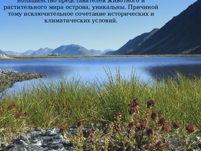 Большинство представителей животного и растительного мира острова, уникальны. Причиной тому исключительное сочетание исторических и климатических условий. 