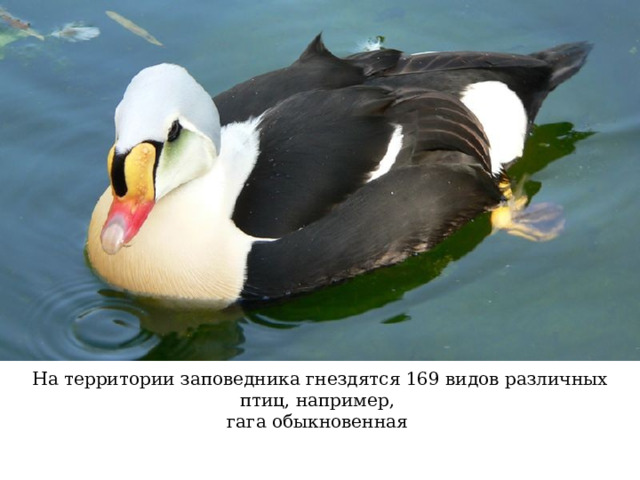 На территории заповедника гнездятся 169 видов различных птиц, например, гага обыкновенная 