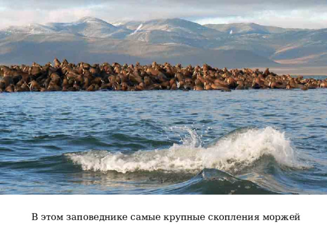В этом заповеднике самые крупные скопления моржей 
