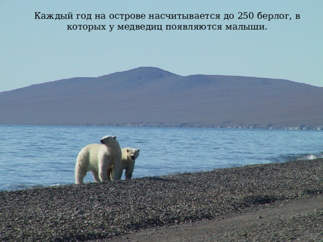 Каждый год на острове насчитывается до 250 берлог, в которых у медведиц появляются малыши. 
