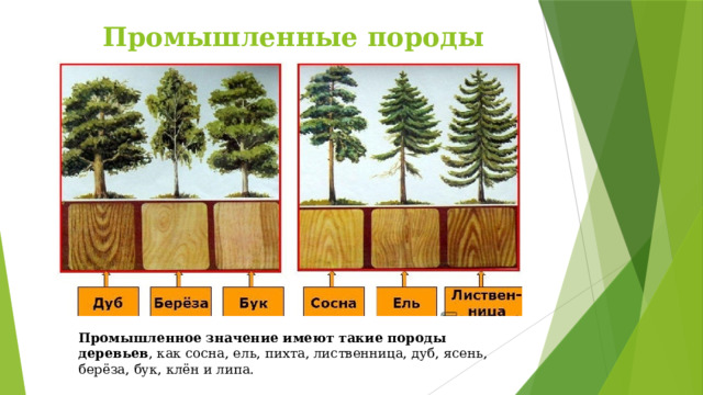 Промышленные породы деревьев Промышленное значение имеют такие породы деревьев , как сосна, ель, пихта, лиственница, дуб, ясень, берёза, бук, клён и липа. 