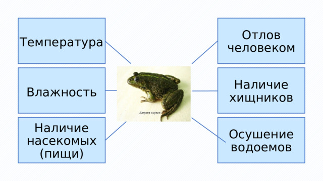 Отлов человеком Температура Наличие хищников Влажность Наличие насекомых (пищи) Осушение водоемов 