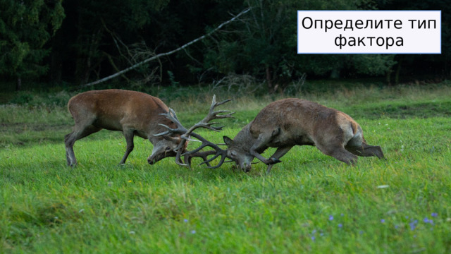 Определите тип фактора 