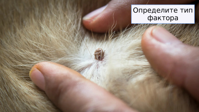 Определите тип фактора 