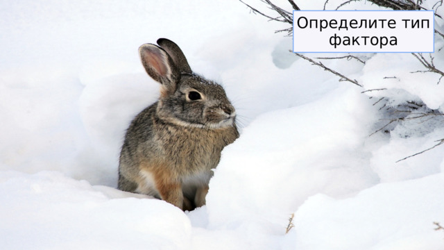 Определите тип фактора 