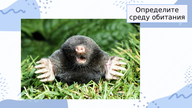 Определите среду обитания 