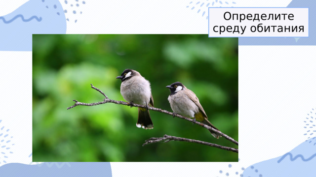 Определите среду обитания 